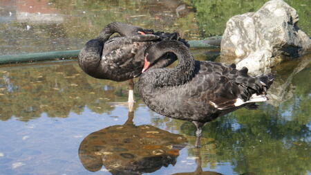 Black Swan 2025: Welche Gefahr von KI ausgeht