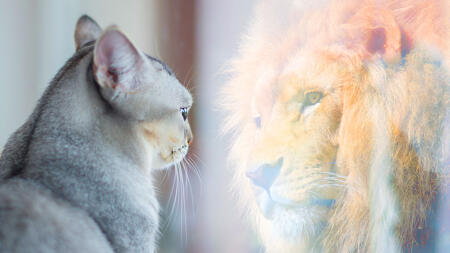 Katzen irritieren Reasoning-Modelle: Studie probt Angriff
