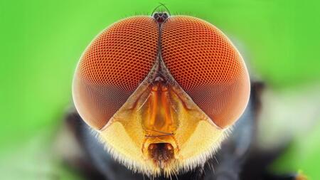 KI simuliert Evolution: So entstehen Insekten- und Linsenaugen